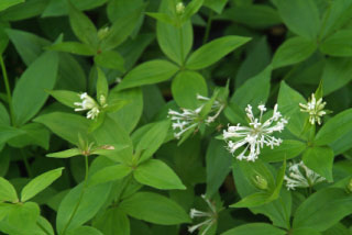 Asperula taurinaBedstro bestellen